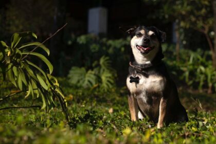 Escritor de São Caetano se inspira no próprio cãozinho vira-lata para criar personagem