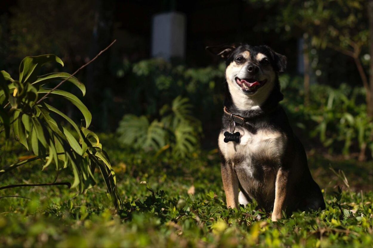 Escritor de São Caetano se inspira no próprio cãozinho vira-lata para criar personagem