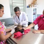 Empresas aderem ao selo de apoio aos direitos dos animais da Prefeitura