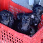 Santo André promove feira de adoção com 117 animais e 23 são adotados