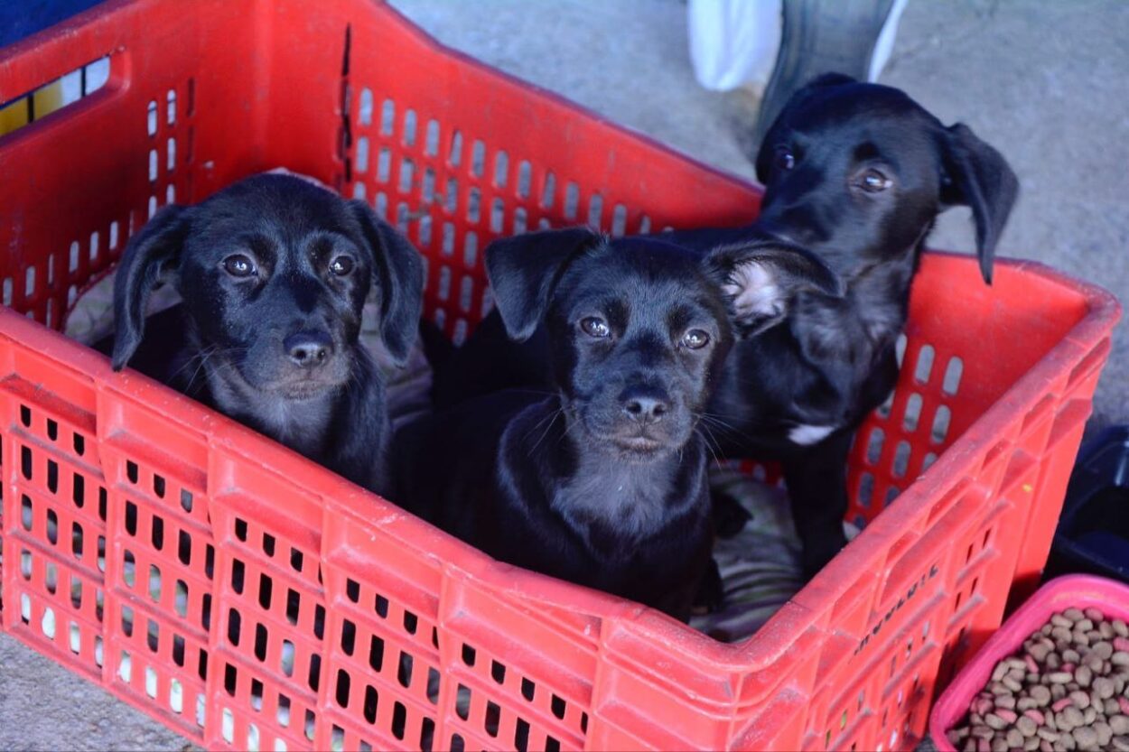 Santo André promove feira de adoção com 117 animais e 23 são adotados 