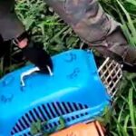 GCM Ambiental devolve família de saruês à natureza após resgate em escola de São Bernardo