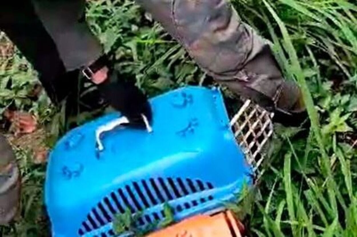 GCM Ambiental devolve família de saruês à natureza após resgate em escola de São Bernardo