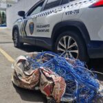 GCM de São Caetano prende homem por furto de fiação no Centro