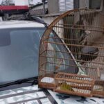 Em São Bernardo, Guarda Ambiental flagra caça ilegal de ave silvestre