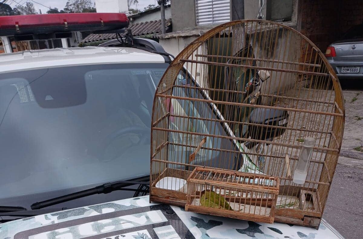 Em São Bernardo, Guarda Ambiental flagra caça ilegal de ave silvestre