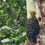 Pica-Pau: momento raro de beleza no Parque do Pedroso de Santo André