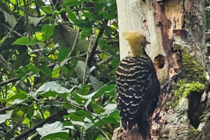 Pica-Pau: momento raro de beleza no Parque do Pedroso de Santo André