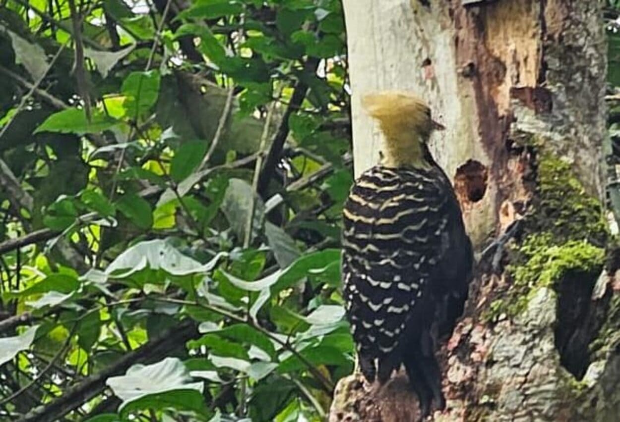 Pica-Pau: momento raro de beleza no Parque do Pedroso de Santo André