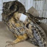 GCM Ambiental de SBC resgata coruja-do-mato ferida e faz outros salvamentos de animais