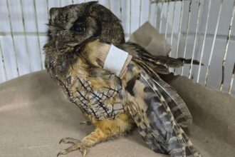 GCM Ambiental de SBC resgata coruja-do-mato ferida e faz outros salvamentos de animais