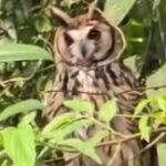 Santo André realiza soltura de coruja e cobra d’água resgatadas em residências