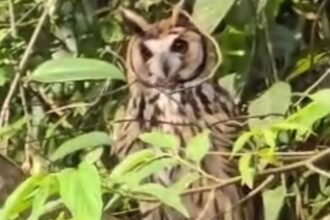 Santo André realiza soltura de coruja e cobra d’água resgatadas em residências