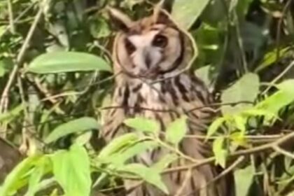 Santo André realiza soltura de coruja e cobra d’água resgatadas em residências