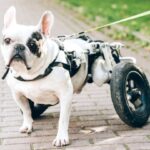 Evento de adoção reúne pets com deficiência no Shopping Frei Caneca