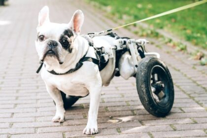 Evento de adoção reúne pets com deficiência no Shopping Frei Caneca