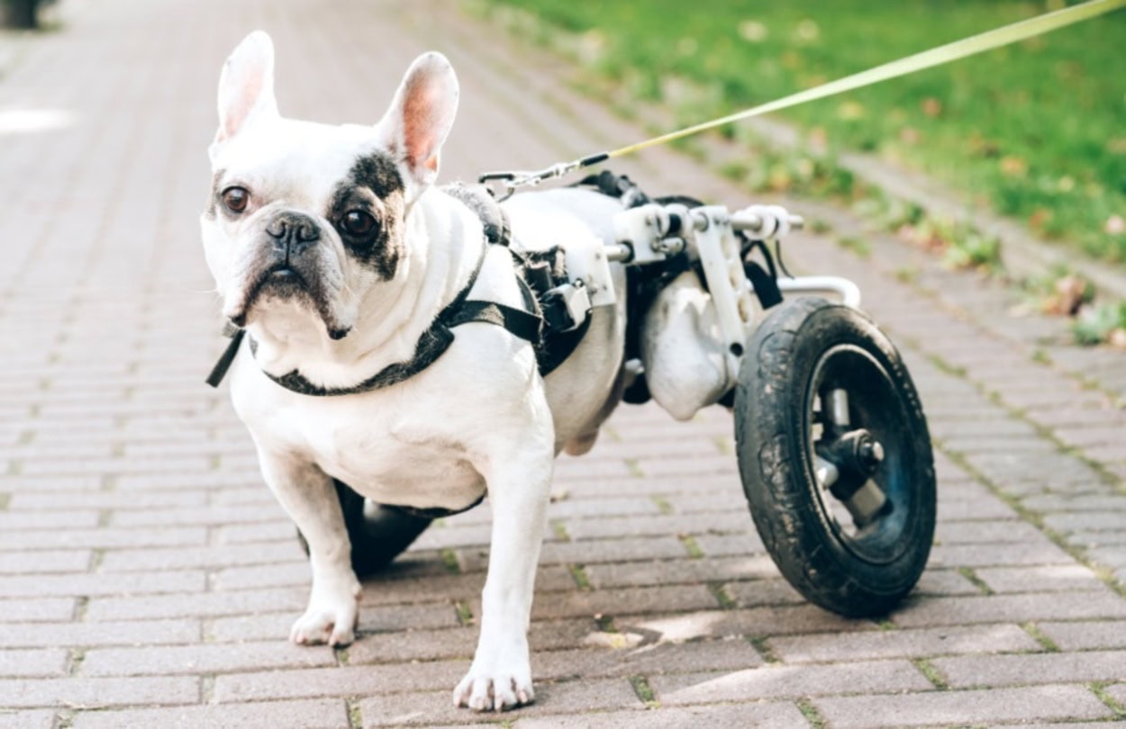 Evento de adoção reúne pets com deficiência no Shopping Frei Caneca