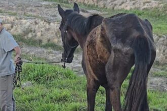 Equipe de bem-estar animal resgata animais em situações de maus-tratos em Ribeirão Pires