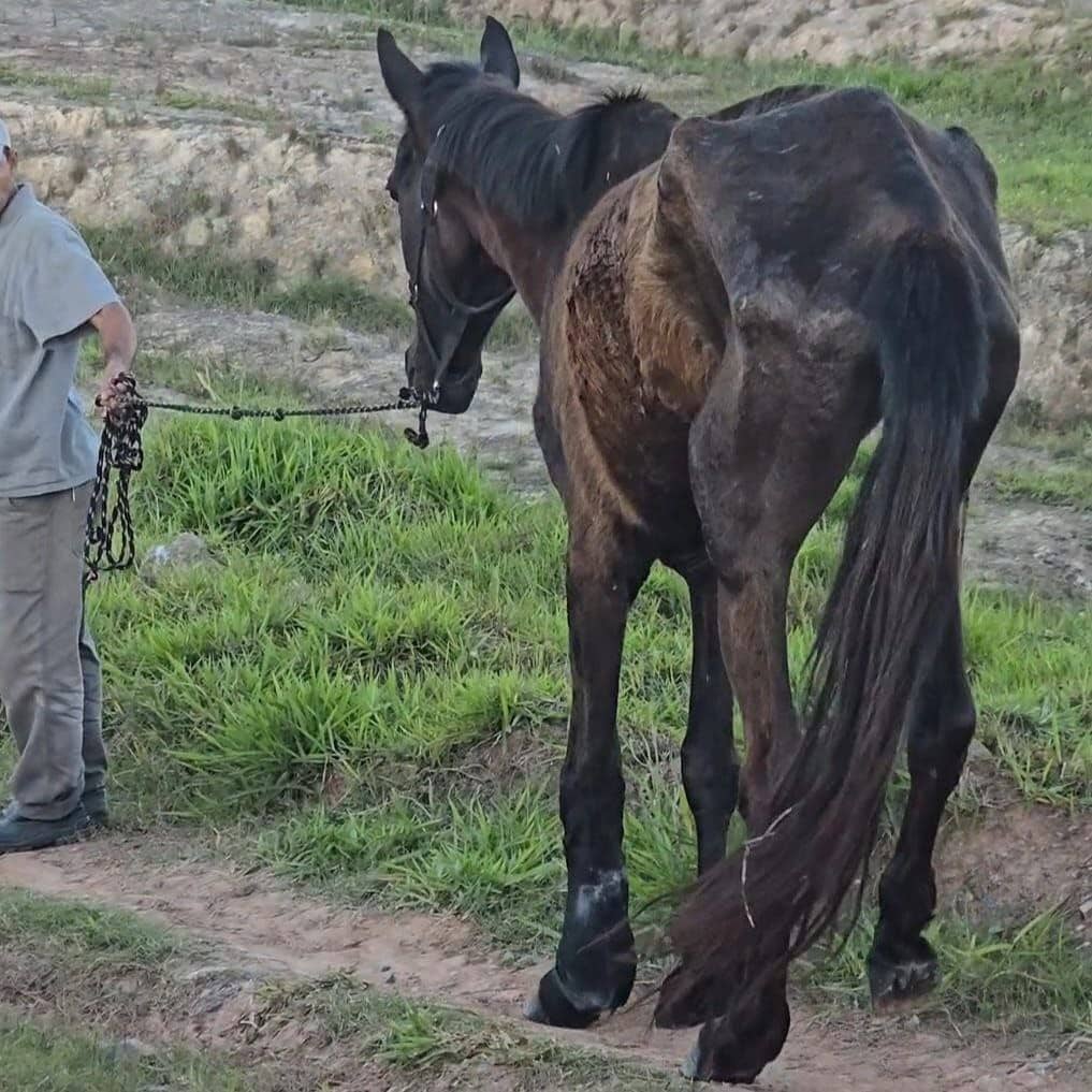 Equipe de bem-estar animal resgata animais em situações de maus-tratos em Ribeirão Pires