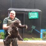 Bicho Preguiça é resgatado pela Guarda Ambiental de Diadema