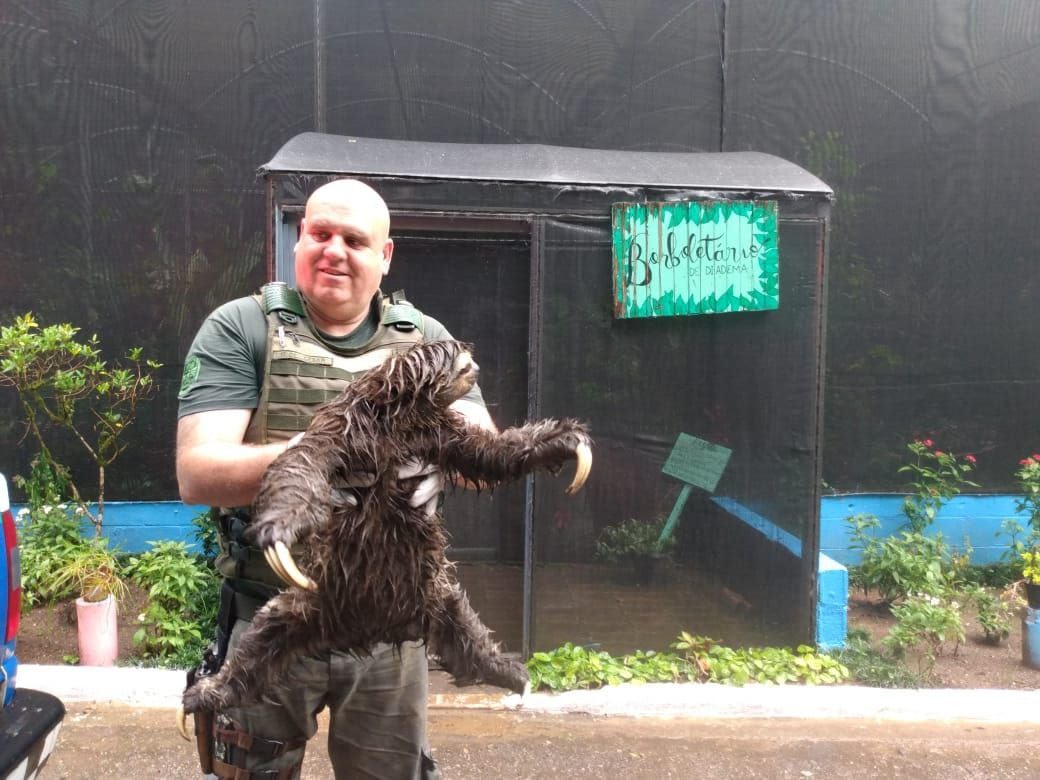 Bicho Preguiça é resgatado pela Guarda Ambiental de Diadema