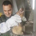 GCM Ambiental de Diadema resgata