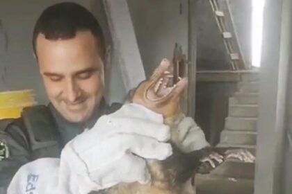 GCM Ambiental de Diadema resgata