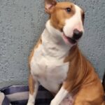 Bull Terrier manso é encontrado em São Bernardo: estaria perdido ou foi abandonado?