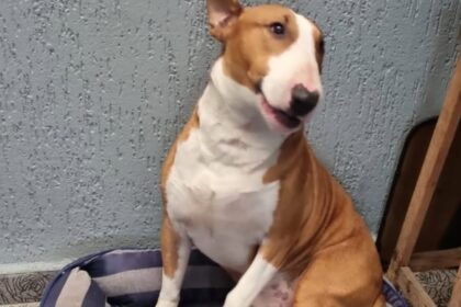 Bull Terrier manso é encontrado em São Bernardo: estaria perdido ou foi abandonado?