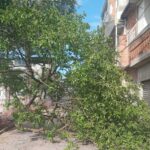 Ventania causa queda de árvores em Santo André
