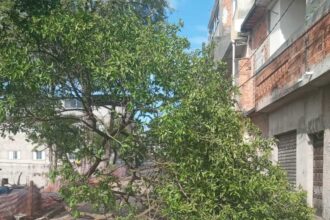 Ventania causa queda de árvores em Santo André
