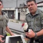 GCM Ambiental utiliza técnica de rapel para retirar animal preso em córrego da cidade. Foto: Reprodução