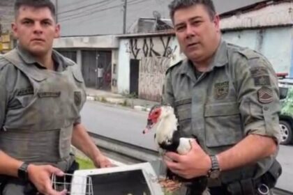 GCM Ambiental utiliza técnica de rapel para retirar animal preso em córrego da cidade. Foto: Reprodução