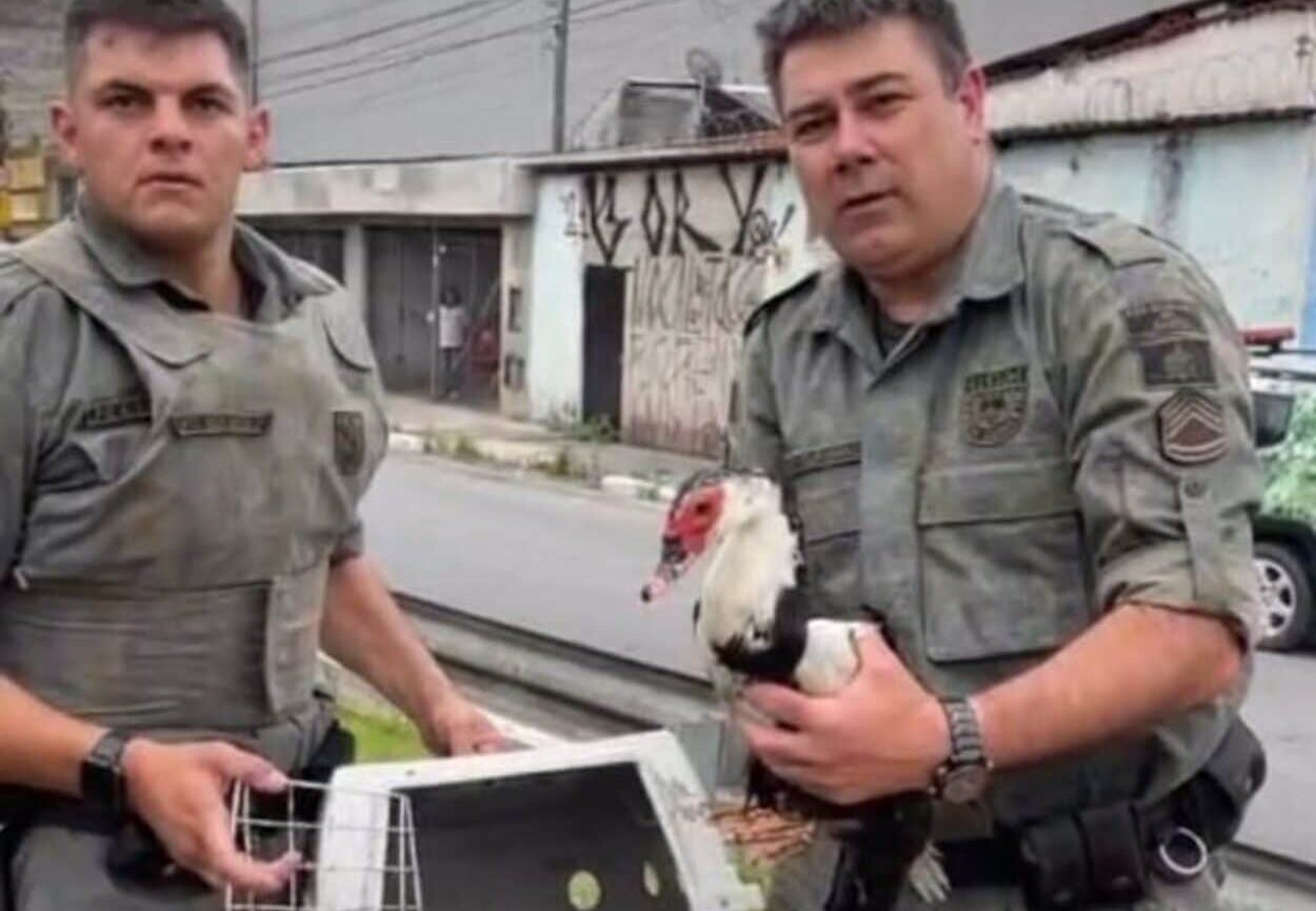 GCM Ambiental utiliza técnica de rapel para retirar animal preso em córrego da cidade. Foto: Reprodução