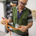 Diadema resgata cobra exótica e orienta moradores