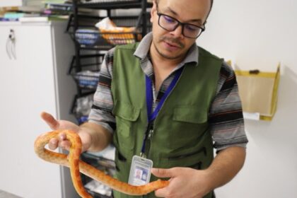 Diadema resgata cobra exótica e orienta moradores