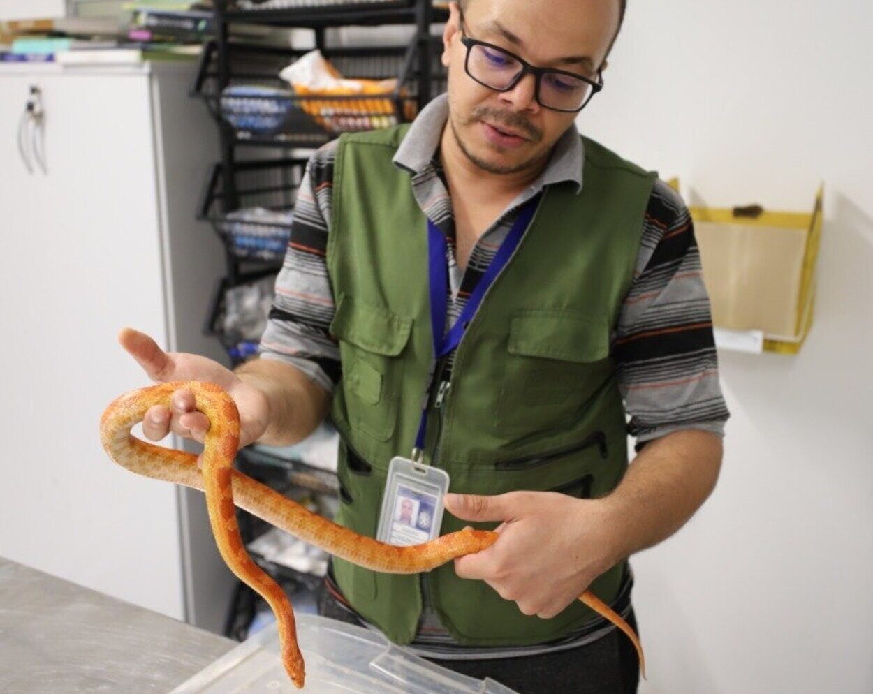 Diadema resgata cobra exótica e orienta moradores