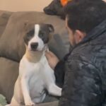 De malas prontas? Reação de cachorrinha ao ouvir que será "trocada" por um passarinho viraliza na web