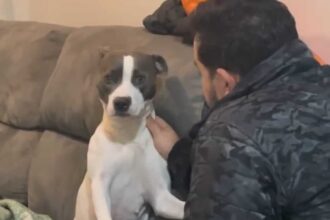 De malas prontas? Reação de cachorrinha ao ouvir que será "trocada" por um passarinho viraliza na web