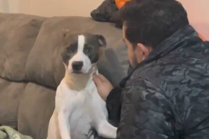 De malas prontas? Reação de cachorrinha ao ouvir que será "trocada" por um passarinho viraliza na web