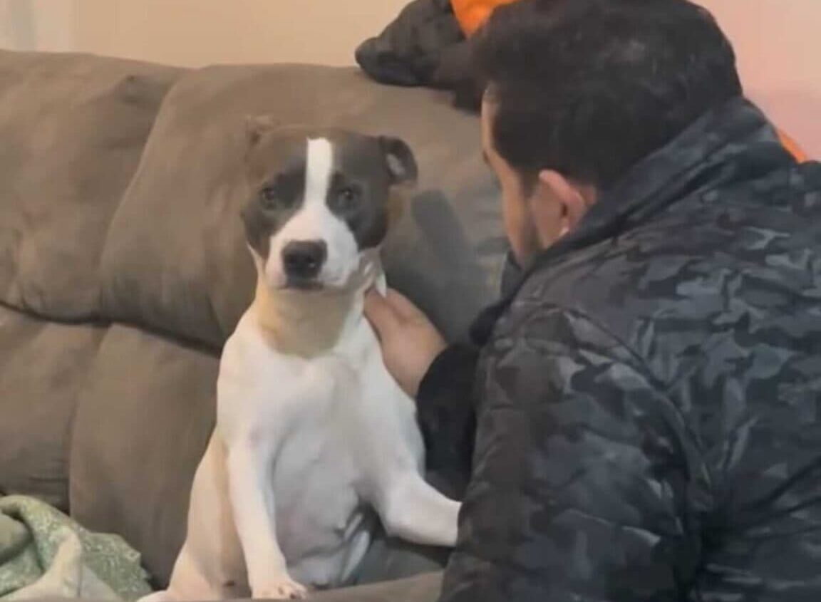 De malas prontas? Reação de cachorrinha ao ouvir que será "trocada" por um passarinho viraliza na web