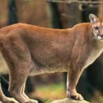 Ribeirão Pires  investiga possível presença de Onça-Parda após relatos de moradores