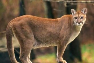 Ribeirão Pires  investiga possível presença de Onça-Parda após relatos de moradores