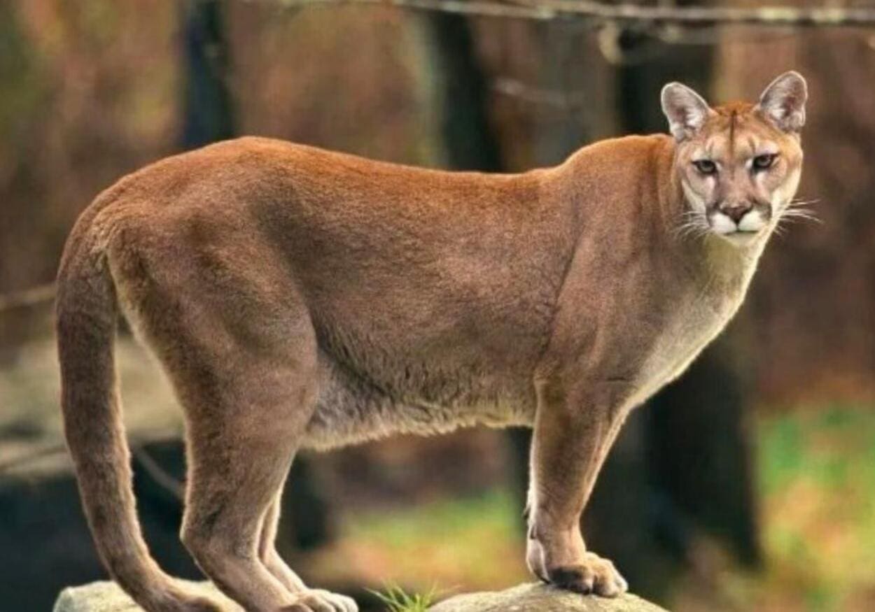 Ribeirão Pires  investiga possível presença de Onça-Parda após relatos de moradores