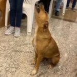 Fiel de 4 patas: 'Caramelinho' viraliza ao soltar a voz durante missa em MG