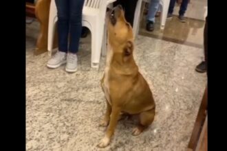 Fiel de 4 patas: 'Caramelinho' viraliza ao soltar a voz durante missa em MG
