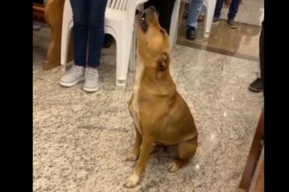 Fiel de 4 patas: 'Caramelinho' viraliza ao soltar a voz durante missa em MG