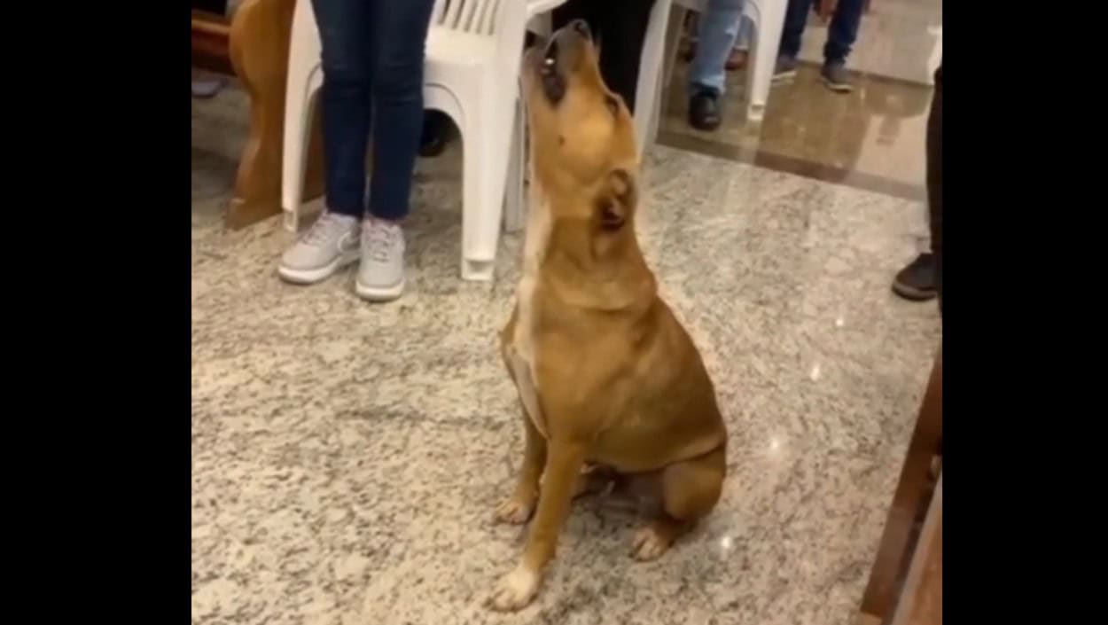 Fiel de 4 patas: 'Caramelinho' viraliza ao soltar a voz durante missa em MG
