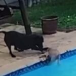 Cãozinho de 13 anos cai na água e, incapaz de sair sozinho, é salvo por outro pet da casa; Especialista alerta sobre cuidados essenciais