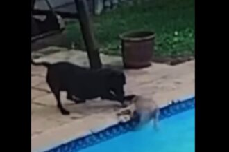 Cãozinho de 13 anos cai na água e, incapaz de sair sozinho, é salvo por outro pet da casa; Especialista alerta sobre cuidados essenciais